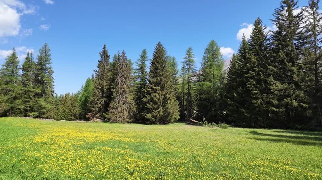Fields of yellow flowers in Alpine landscape, with pines at background. - Sylvenoire, Cogne, Aosta Valley, Gran Paradis National Park