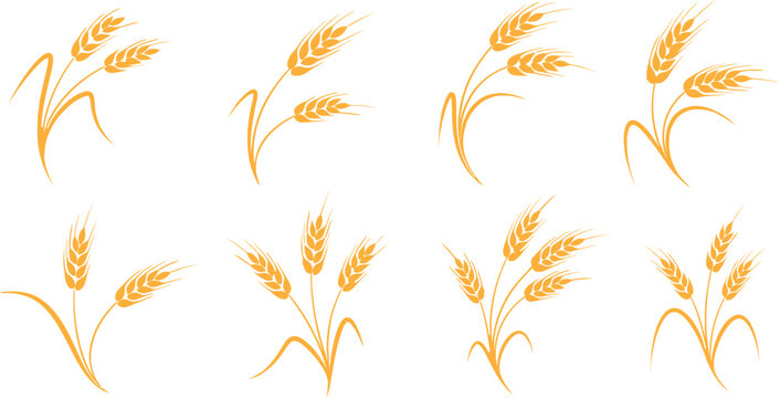 Golden wheat stalks collection vector illustration for autumn and harvest designs