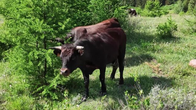 Black cow grazing feeding with green grass in mountain outdoor environment. - Grand Paradis National Park, Cogne, Aosta, Italy