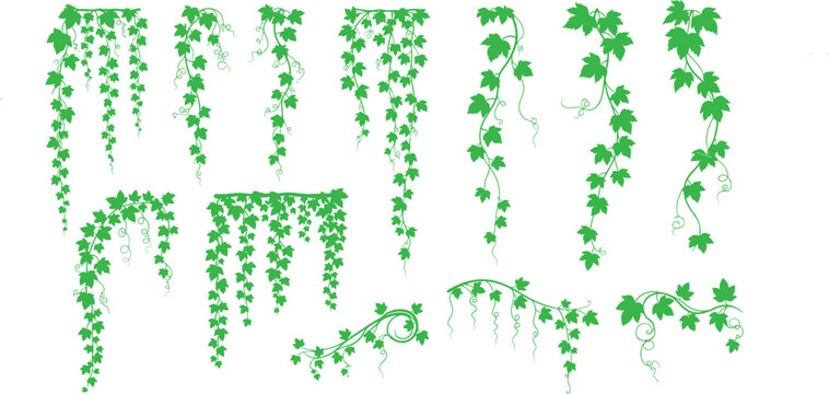 Green ivy vines collection isolated vector elements for design projects