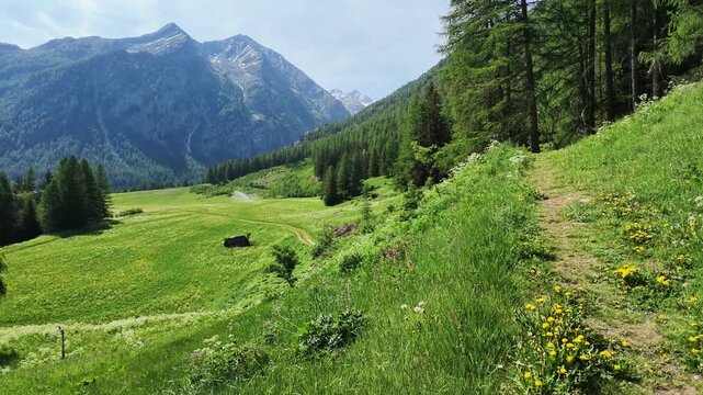 Panoramic view of beautiful Alpine landscape with green fields, pine forest and rock peaks during spring time. Lillaz, Cogne, Aosta Valley, Grand Paradis National Park.