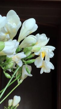 Home interior featuring fragrant freesia flowers adding natural color and softness to the room.