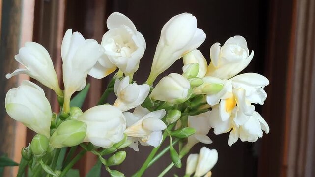 Freesia flowers are arranged in a home interior with soft natural light and an elegant botanical atmosphere.