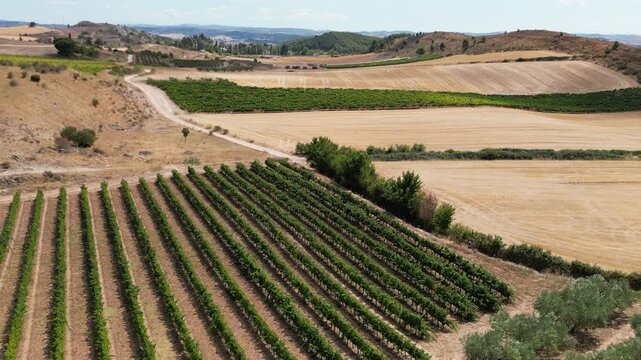 A drone view of farmland with vineyards and olive trees forming patterned lines across dry rural fields at Camino de Santiago in Spain
