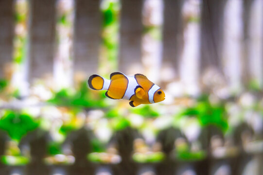 A bright orange clownfish swimming near an aquarium decoration covered in green algae