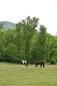 Two Horses Grazing