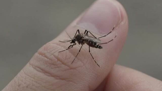 Closeup of an aedes aegypti mosquito resting on a human finger