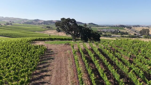 Aerial Drone Orbit Around Oak Tree in Carneros Vineyard, Napa Valley California, 4K
