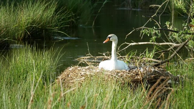 Swan Cygnus olor nest bird less vocal nesting male and female care, white adult pens mute aggressive in defense the nest large mounds lay and incubates sits on the eggs in the middle of water lake