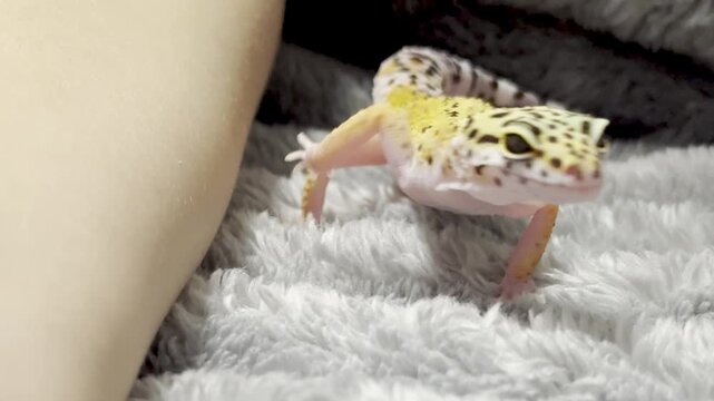 Yellow spotted eublefar walk in human hands in a home environment. Spotted leopard eublefar, or Spotted eublefar lat. Eublepharis macularius is a medium-sized lizard from the genus eublefar. 