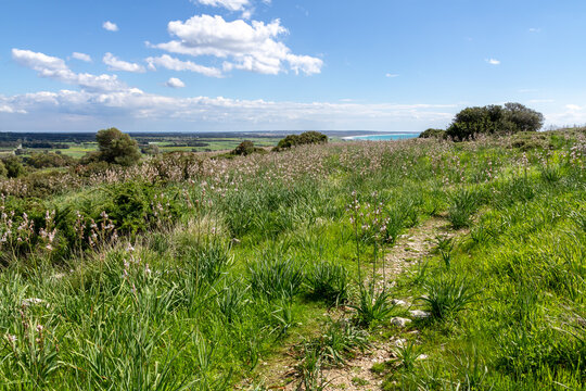 Scenic view of Kourion surroundings with blooming asphodel flower field and dirt path on sunny day with partly cloudy sky in February. Coastal valley landscape. Cyprus.
