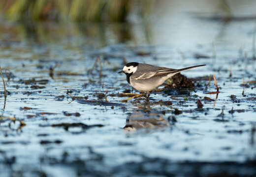 White wagtail (Motacilla alba) hunting for insects in a wetland habitat in Sweden