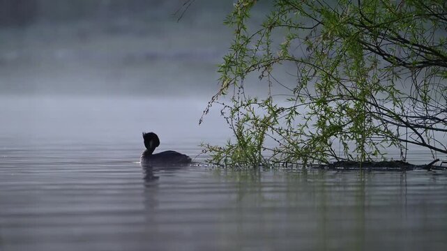 Great Crested Grebe (Podiceps cristatus) Preening on Misty Lake at Dawn
