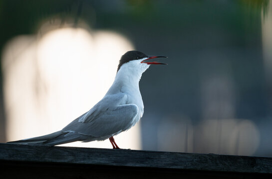 Common tern (Sterna hirundo) calling, perched on a wood fence, close-up