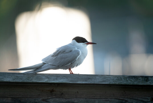 Common tern (Sterna hirundo) profile, framed by white light standing on a wood fence