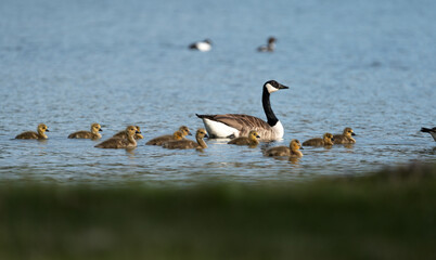 Adult Canada goose (Branta canadensis) and brood of goslings swimming in the Baltic sea near Sweden © Jacob Hall