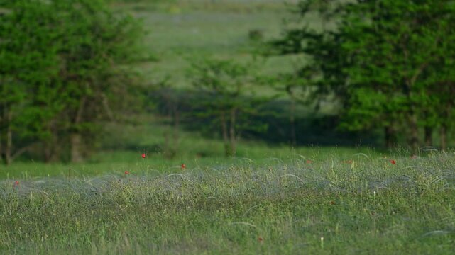 A Short-eared Owl (Asio flammeus) carrying a mouse in its beak lands in the grass on a meadow to feed its chick. Beautiful wildlife behavior captured in slow motion.