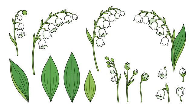 A realistic collection of lily of the valley, featuring hand‑drawn buds, leaves, and stems, rendered as a colorful vector illustration