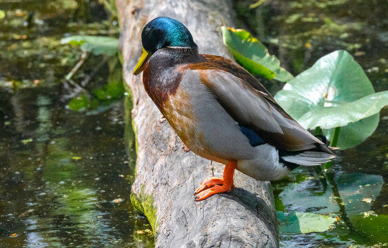 A profile shot of an adult male mallard duck (Anas platyrhynchos) perched on a mossy fallen log over a freshwater pond. The image showcases the drake's iridescent green head, white neck ring, chestnut