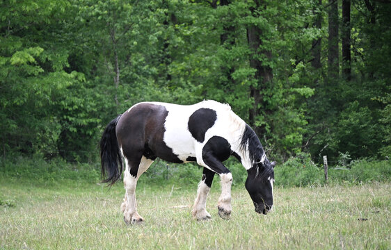 Paint Horse Grazing