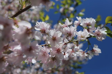Naklejka premium cherry blossom in spring (sakura)