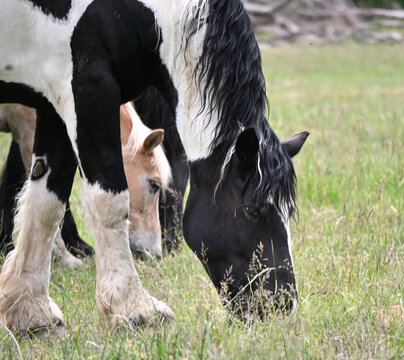Three Horses Grazing