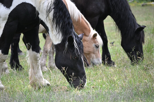 Four Horses Grazing