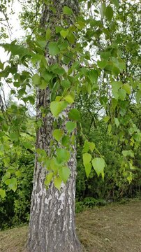 Birch leaves in the wind №3