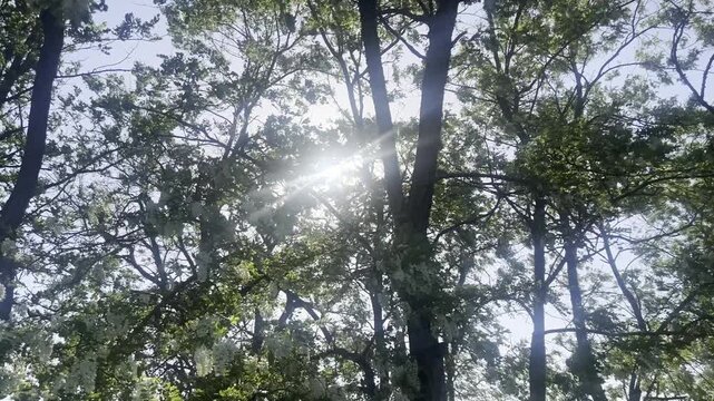 Sun Rays with Lens Flare Through Blooming Acacia in Wind. Sunburst with dramatic lens flare through flowering acacia canopy, blossoms swaying in breeze. Spring, magical light, nature.