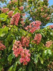 Obraz premium Pink blooming horse chestnut tree flowers with green leaves in spring