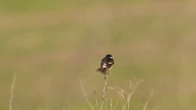 European stonechat (Saxicola rubicola) perched on a bush in its natural habitat. Slow motion wildlife footage capturing calm behavior of a small songbird in the wild.