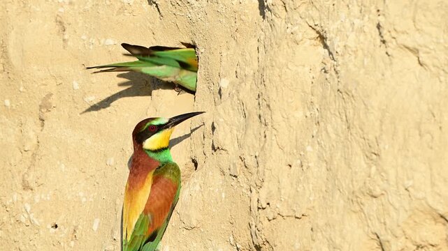 Pair of European Bee-eaters (Merops apiaster) near their nest during the breeding season. Slow motion wildlife footage capturing natural behavior in their nesting habitat.
