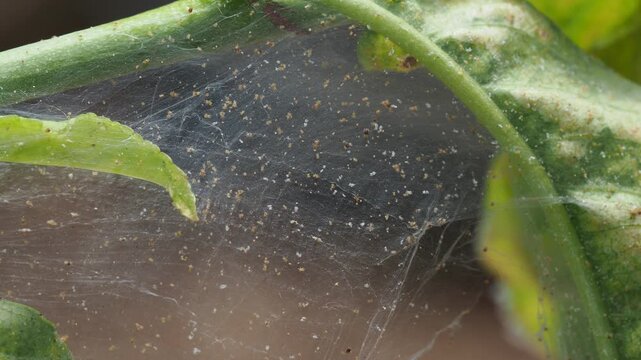 Two-Spotted Spider Mite (Tetranychus urticae) Feeding on Cucumber Leaf in the real Greenhouse 