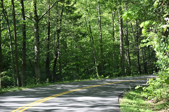 Highway through the Forest