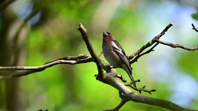 A Common Chaffinch (Fringilla coelebs) sings from a perch in a city park. The colorful songbird displays natural vocal behavior in an urban green space.