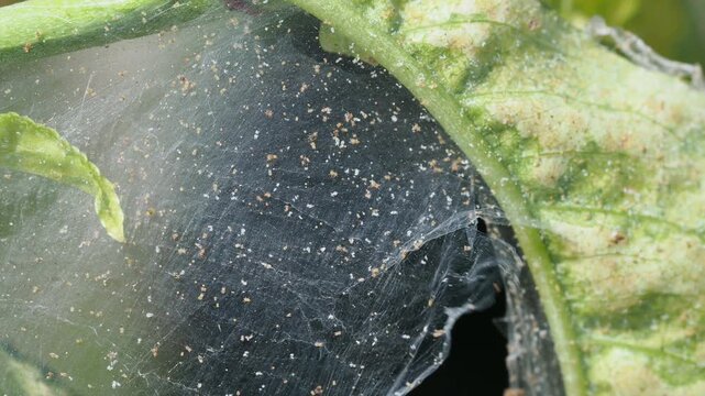 Two-Spotted Spider Mite (Tetranychus urticae) Feeding on Cucumber Leaf in the real Greenhouse 