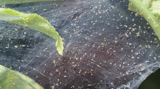 Two-Spotted Spider Mite (Tetranychus urticae) Feeding on a plants in the real Greenhouse 