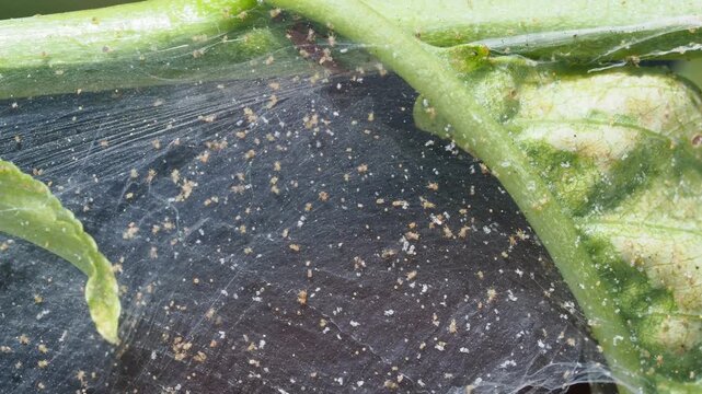 Two-Spotted Spider Mite (Tetranychus urticae) Feeding on Cucumber Leaf in the real Greenhouse 