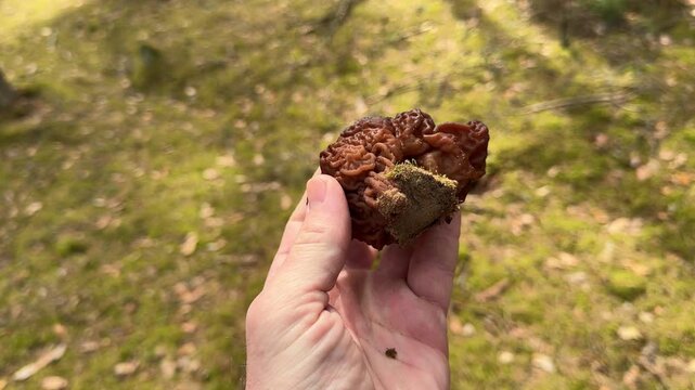 Mushroom picker holding wild false morel during relaxing walk in spring forest. Concept of outdoor hobby, nature recreation and escape from urban routine