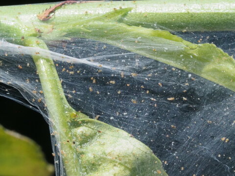 Two-Spotted Spider Mite (Tetranychus urticae) Feeding on Cucumber Leaf in the real Greenhouse 