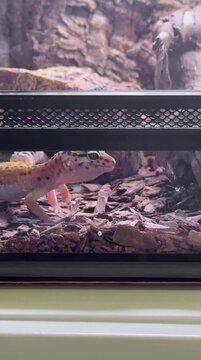 Video of a spotted leopard gecko hunting a cricket. Eublefar spotted in a terrarium eating crickets. Spotted leopard eublefar this species is one of the most common terrarium exotic animals.