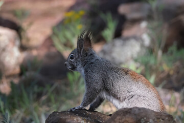 Obraz premium squirrel sitting on a rock in the forest
