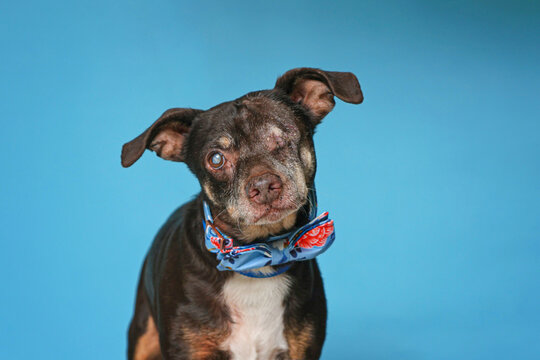 Studio photo of a cute dog in front of an isolated background 
