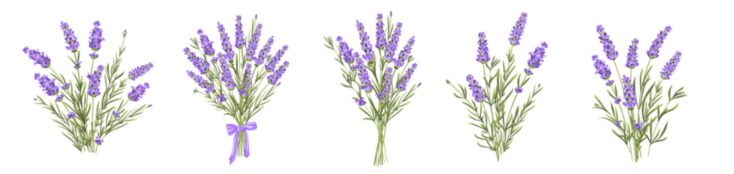 Set of lavender flowers bouquet elements. Collection of lavender