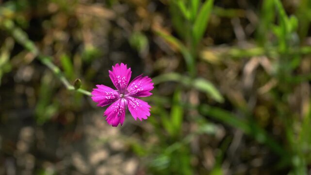 Maiden Pink in natural ambient (Dianthus deltoides) - (4K)