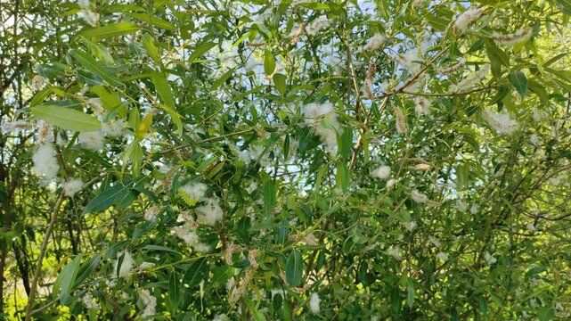 Fluff on the branches of a bush