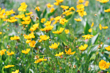 Fototapeta premium Bright yellow coreopsis lanceolata, tickseed flowers blooming in green summer garden with wildflower and soft blurred background. Ornamental and decorative plant breeding, gardening, landscaping