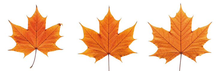 Fototapeta premium Set of a vibrant autumn maple leaf, perfect for seasonal nature photography, fall climate themes, and environmental graphic design