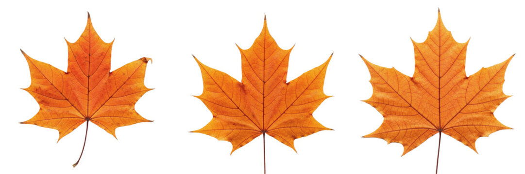 Set of a vibrant autumn maple leaf, perfect for seasonal nature photography, fall climate themes, and environmental graphic design