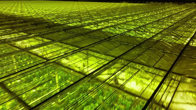 Aerial night view of vast illuminated greenhouse rooftops, glass panes glowing chartreuse, forming a geometric grid of reflections, lines, and symmetry across a farming complex.